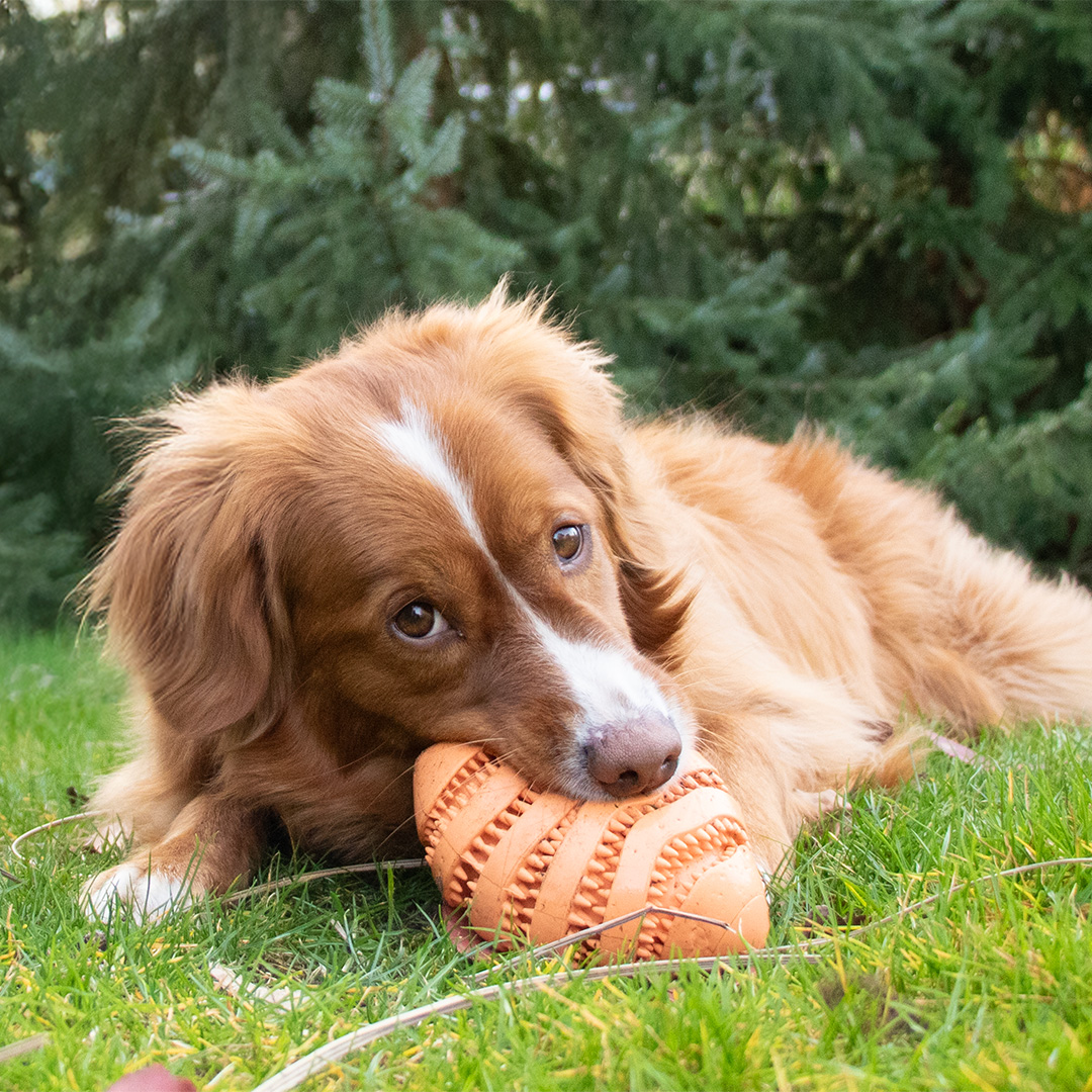 Bite Me: Hochwertiges Hundespielzeug mit einem verspielten Twist
