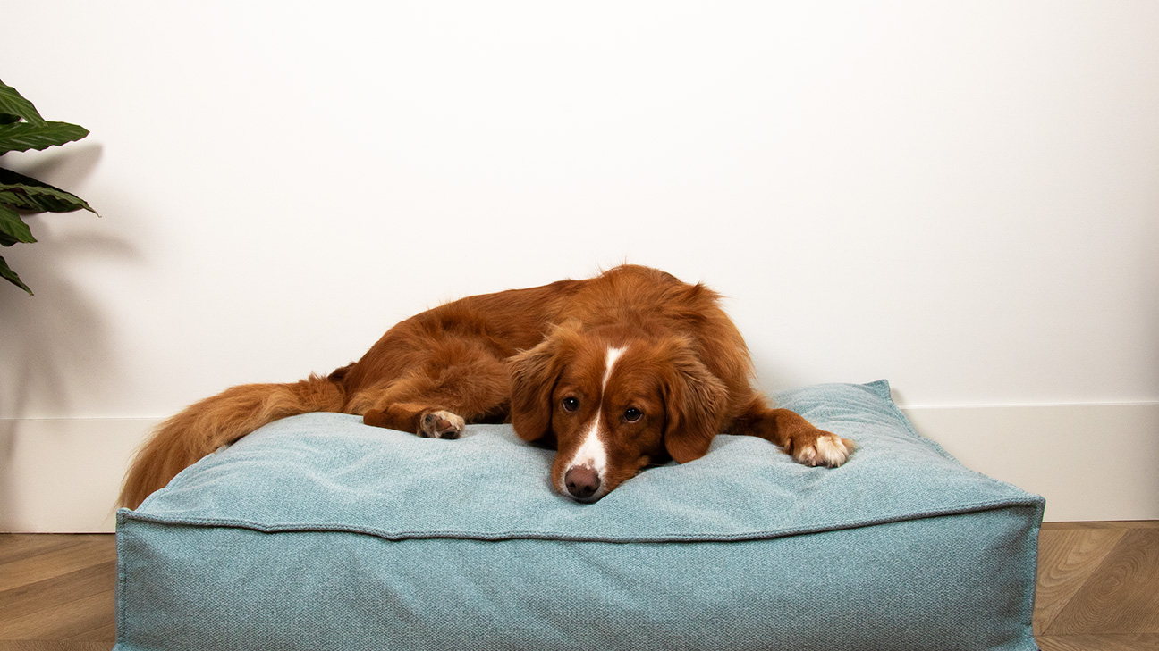 D&D Home Eden: Premium Hundekissen