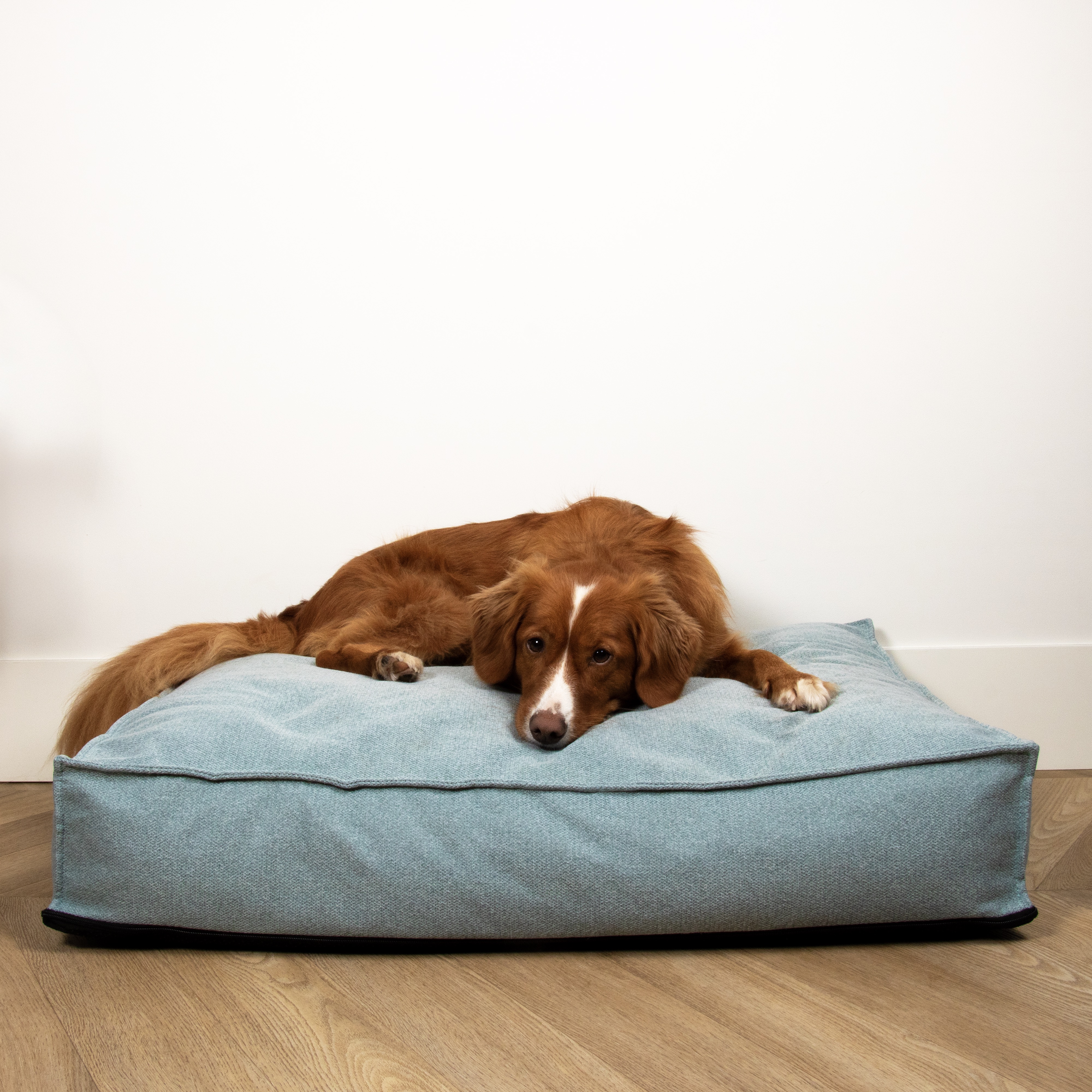 D&D Home Eden: Premium Hundekissen