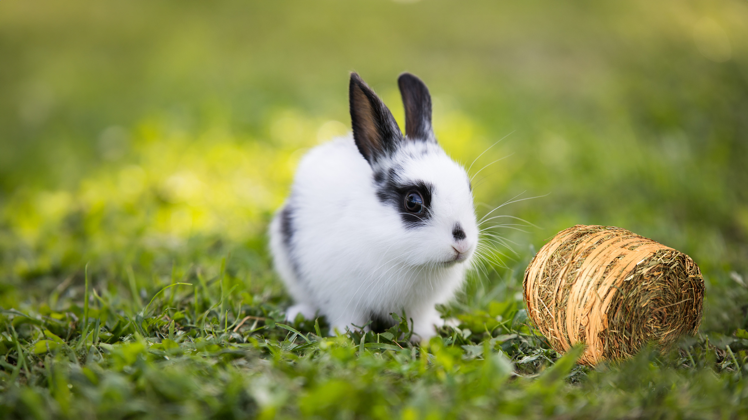 Delicious Snacks and Comfortable Shelter for Small Animals