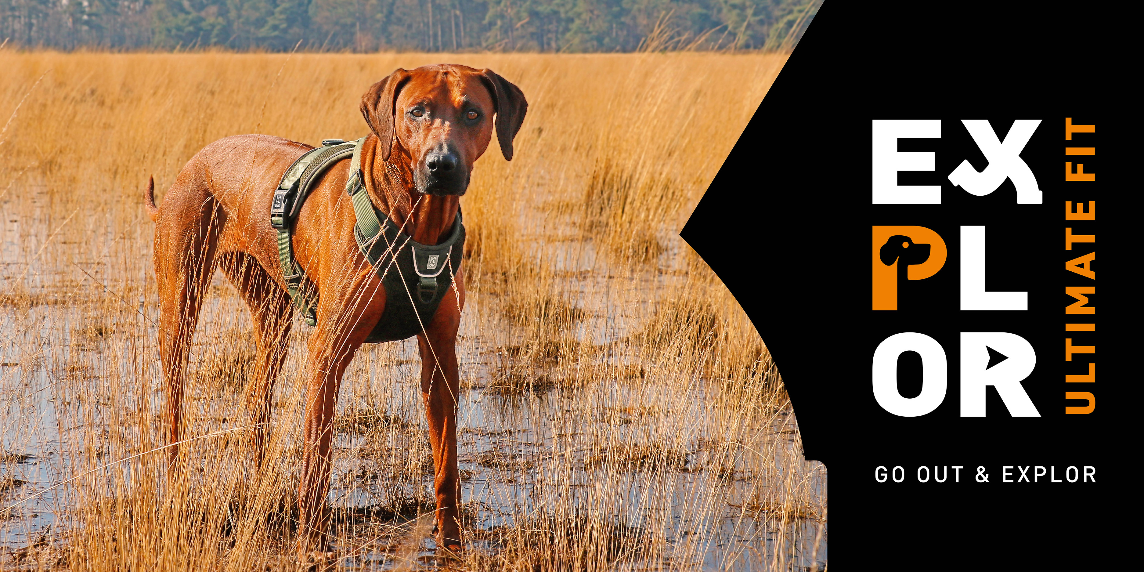 NEW! EXPLOR Ultimate Fit: Harnesses, collars and leads