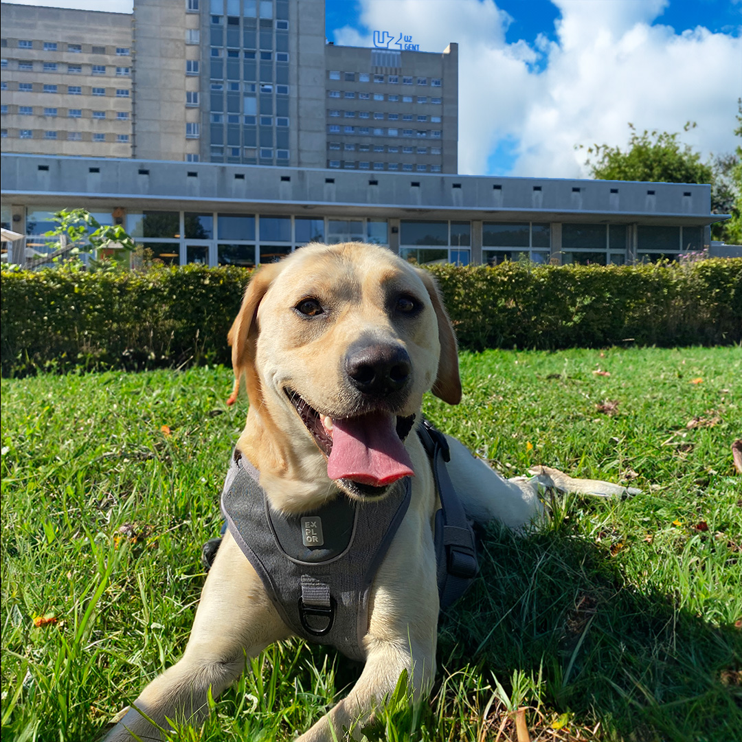 Une journée avec Nuna, le chien de thérapie de l'hôpital UZ à Gand