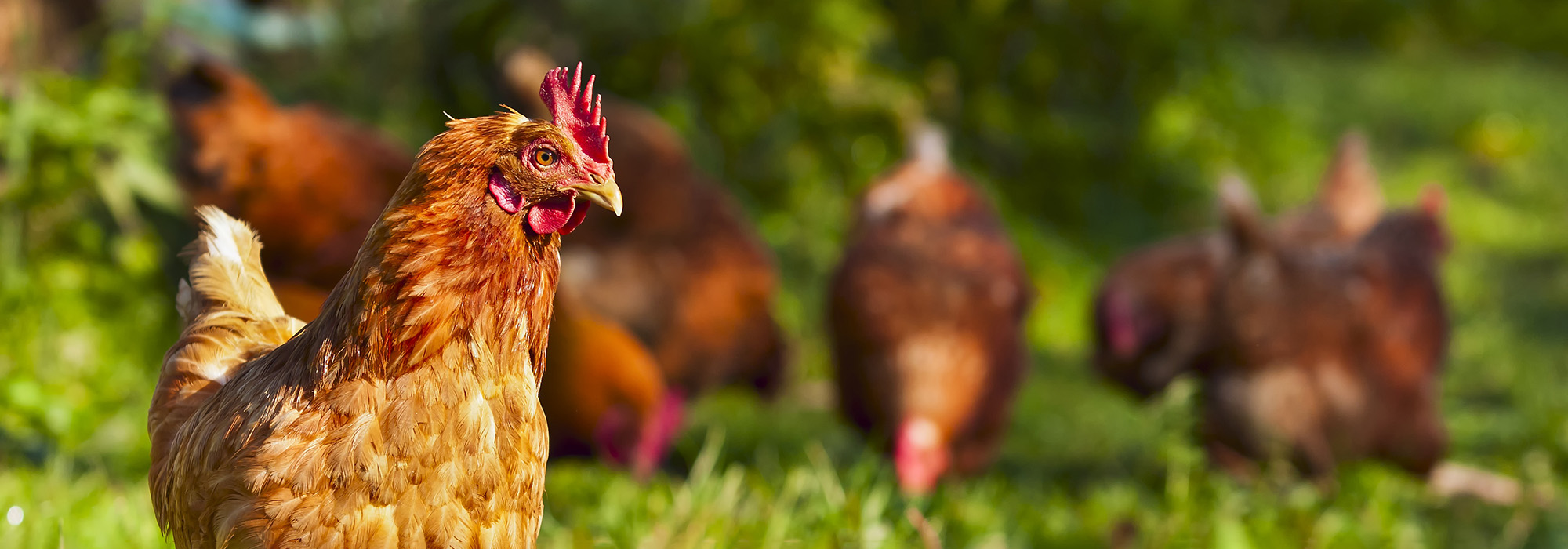 Een groep kippen in een tuin