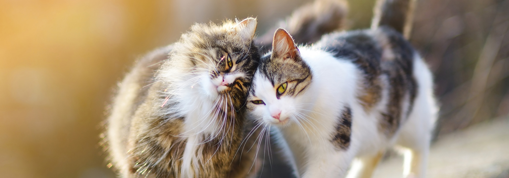 Twee katten knuffelen speels