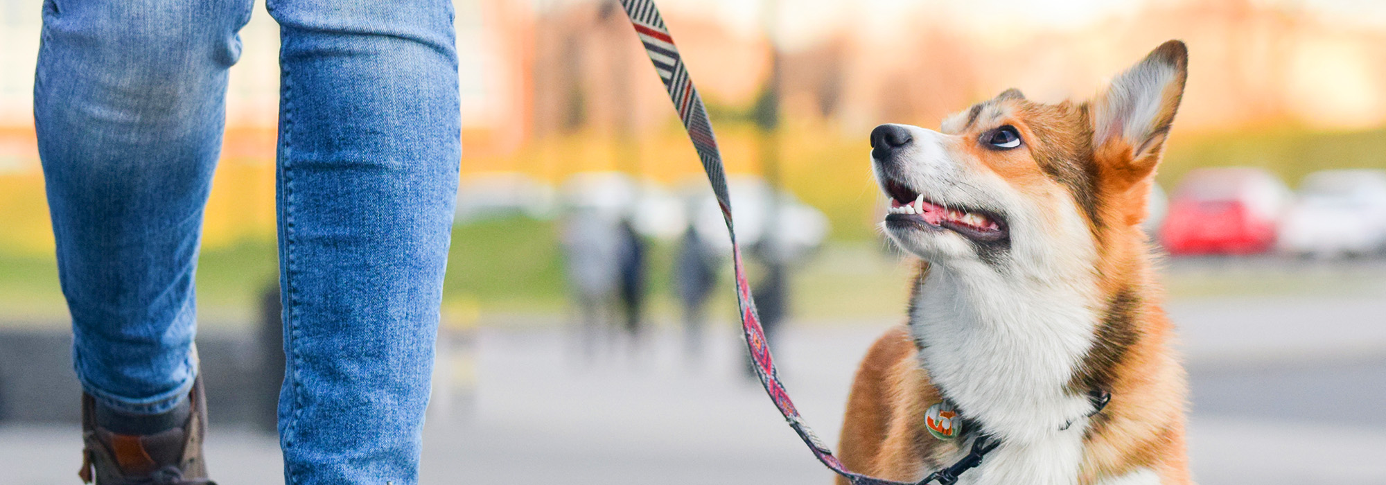 Een hond aan een leiband en baasje wandelen