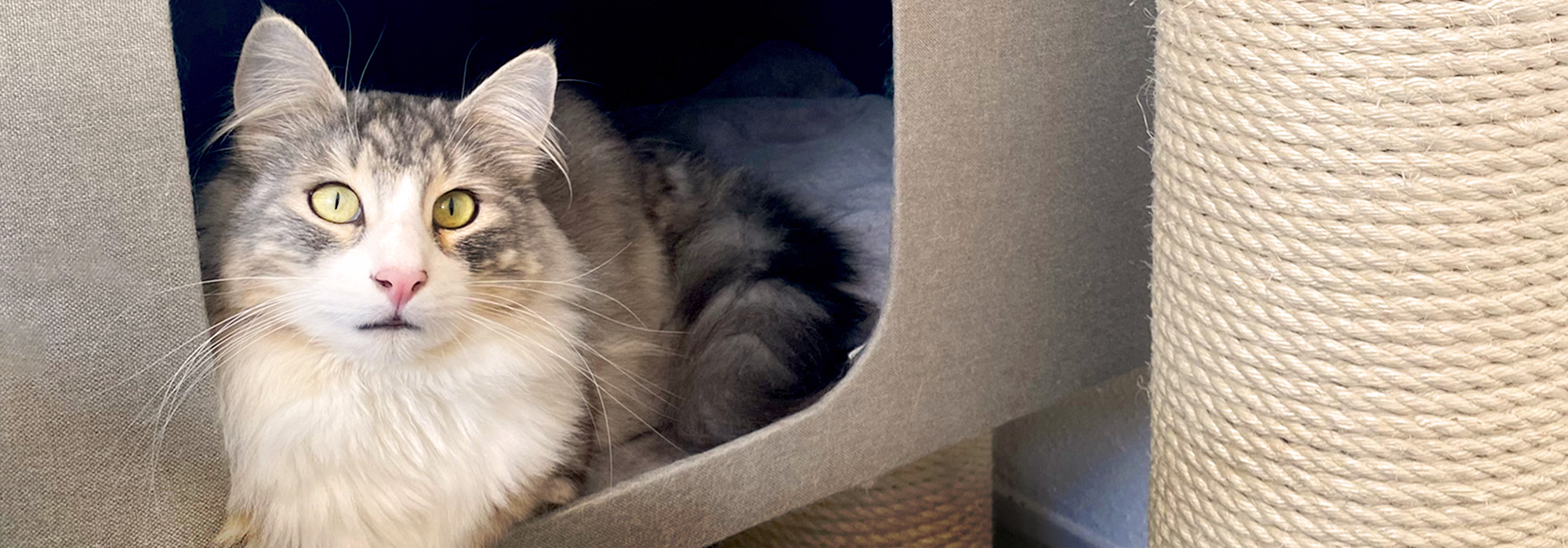 Een kat relaxt bij een krabpaal