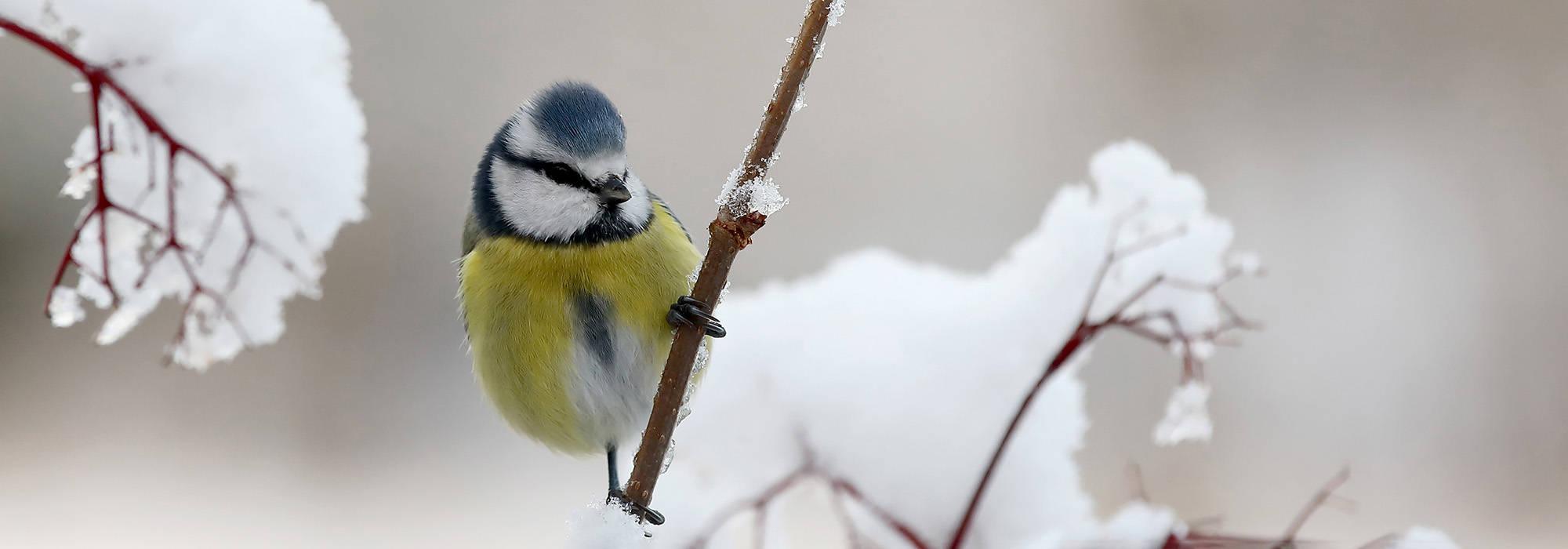 Vogel in een besneeuwde boom